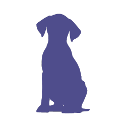 How Do Dogs Say “I’m Sorry”